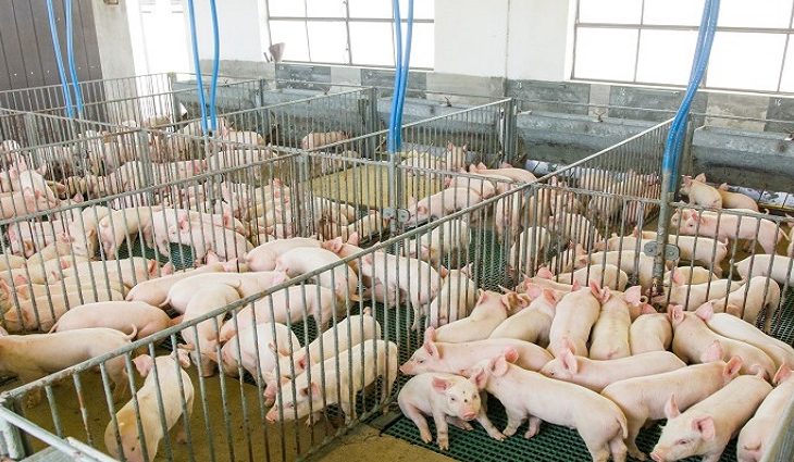 Governo destaca potencialidades do Estado na SIAVS 2024 para atrair novos empreendimentos de proteína animal para MS